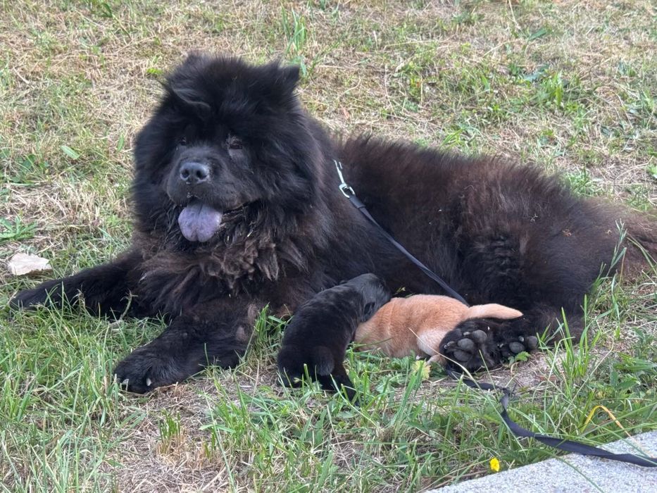 Oddam psy rasy chow chow