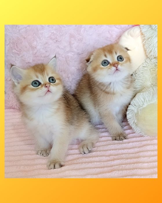 1-Золотая Шоколадная Шиншилла ласковый мальчик+Есть котята