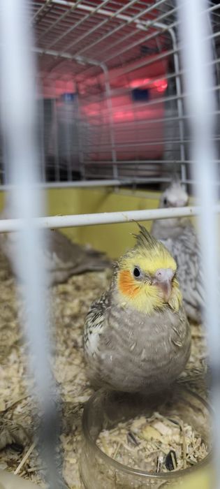 Aves criadas a mão