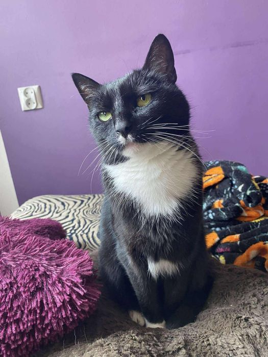 Kotka Inka szuka domu