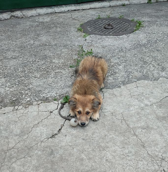 Отдам в хорошие руки, подкинули