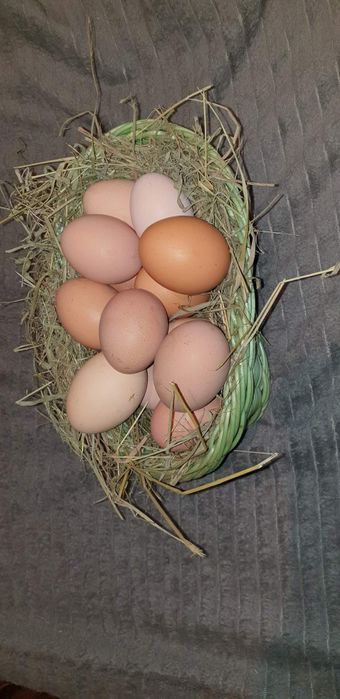 Jaja wiejskie 1,20zl sztuka  z wolnego wybiegu