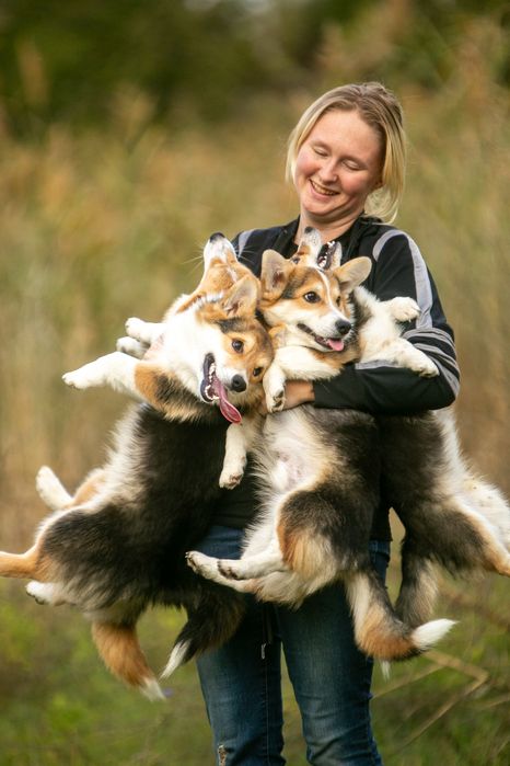 Вельш корги пемброк