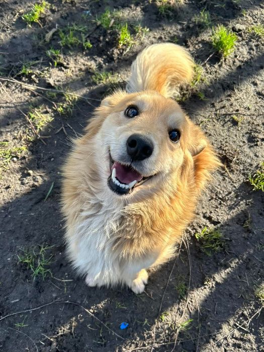 Boguś,szukamy domu bez dzieci Schronisko Kalisz