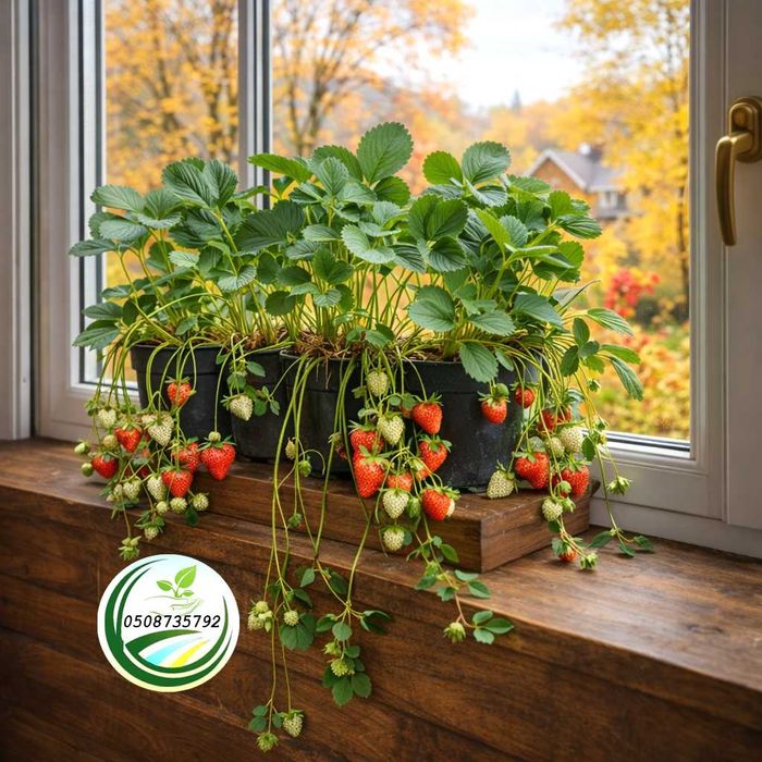 Полуниця на підвіконні Homemade, в горшках і кашпо, родить цілий рік