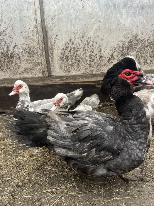 Инкубационное яйцо голубой индоутки