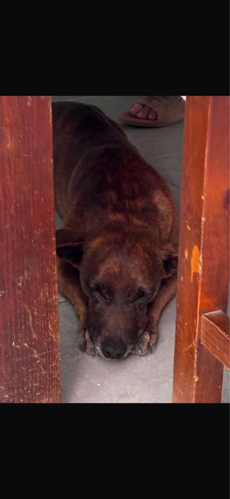 Cão para adoção responsável