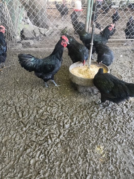 Kogut Australorp  koguty młode