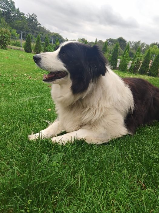 Pies Oddam BOLDER collie
