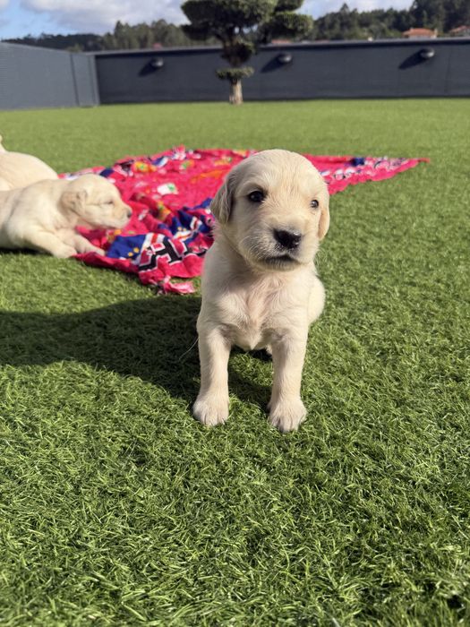 Golden Retriever  lindo
