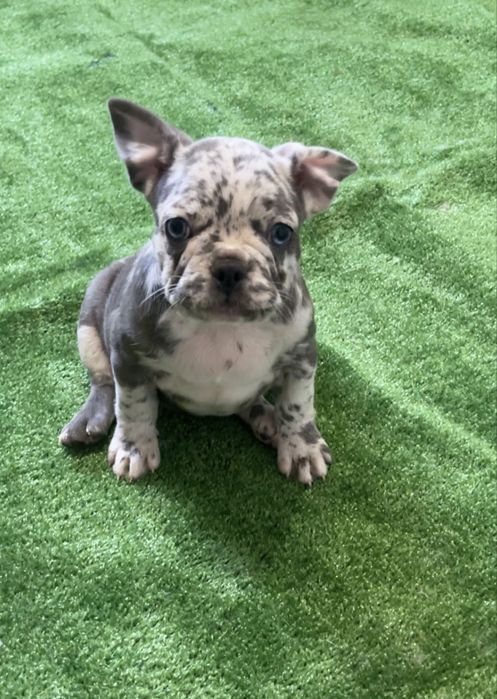 Помет щенков с документами