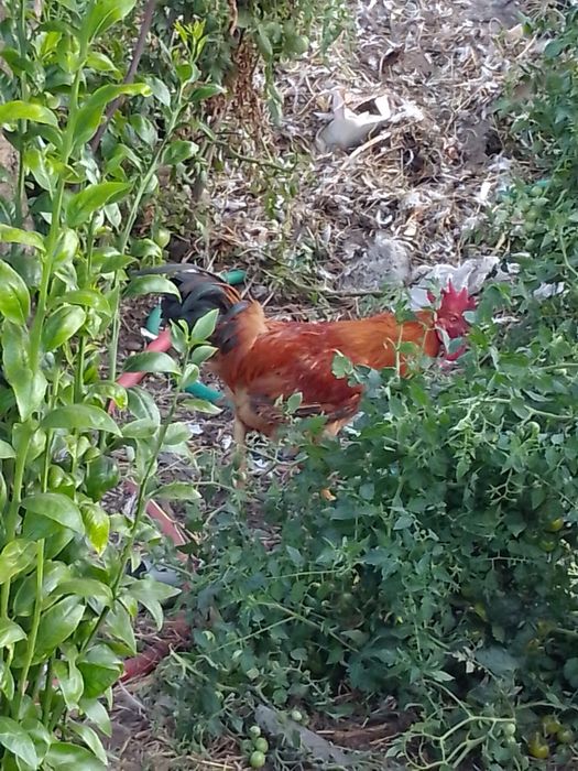 Vendo galo pra mudar de Capoeira