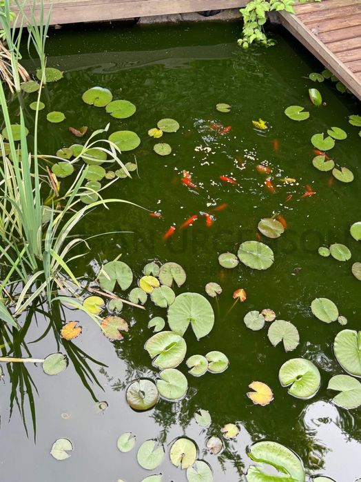 Дом по адресу Петефі Шандора пл. (площадь 400 м²) - Atlanta.ua - фото 12