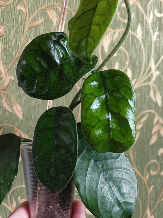 Хойя, гарні сорти.