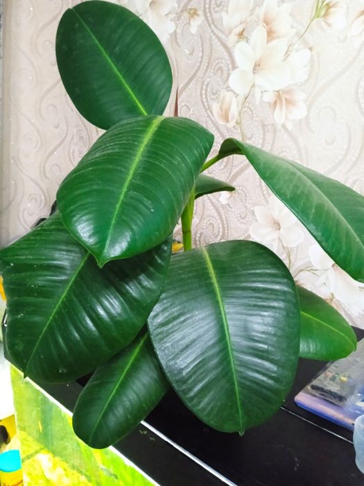 Фикус каучуконосный