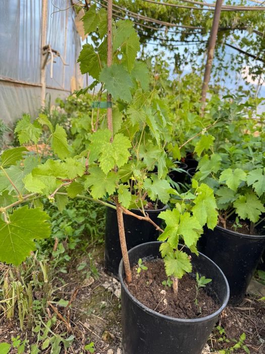 Саджанці винограду