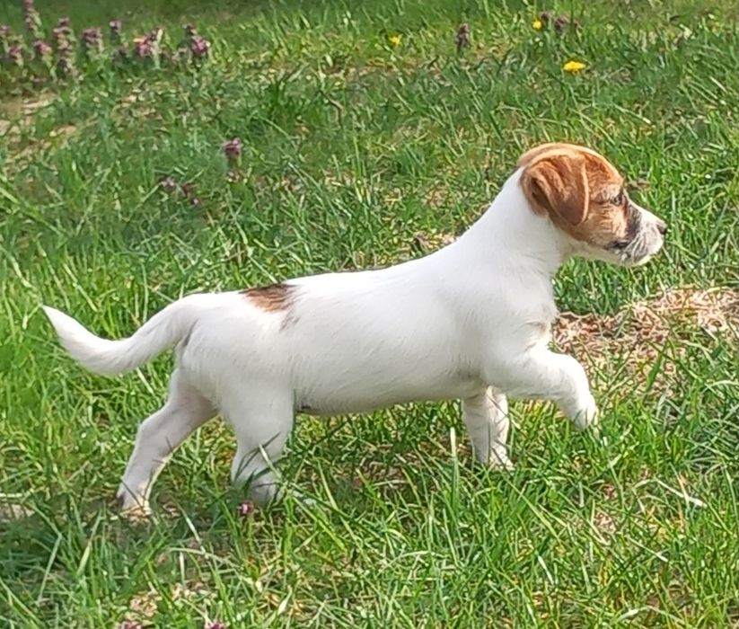 Jack Russell Terrier- suczka ZKwP FCI