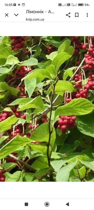 Саджанець китайського лимонника