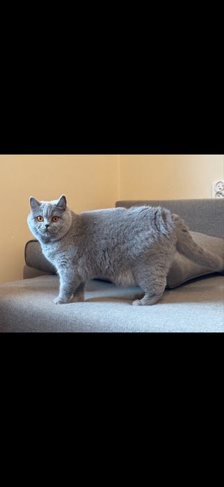 Kotki brytyjskie do adopcji. Rodowod FPL/FIFe