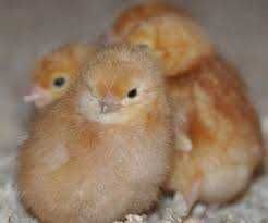 Інкубаційне яйце курей Декалб Браун.