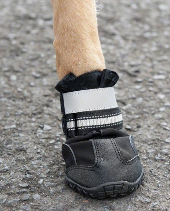 Croci Buty dla psa
