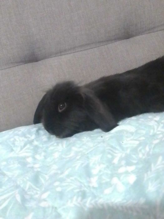 Coelhinho anão muito dócil