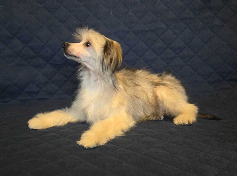 Chiński grzywacz ZkwP