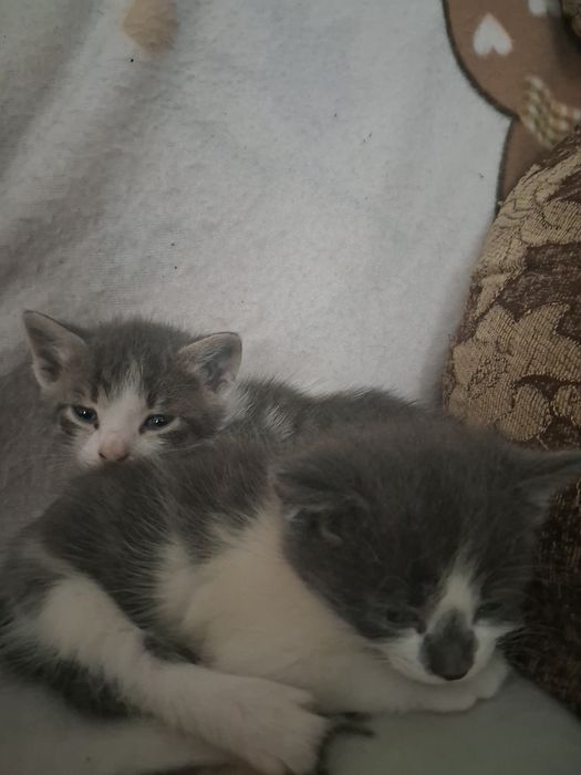 Віддам кошенят безкоштовно