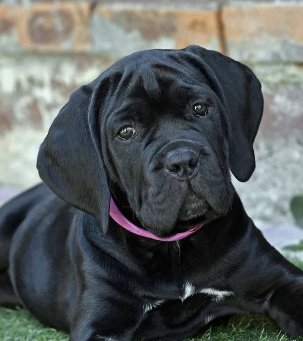 Cane Corso Italiano