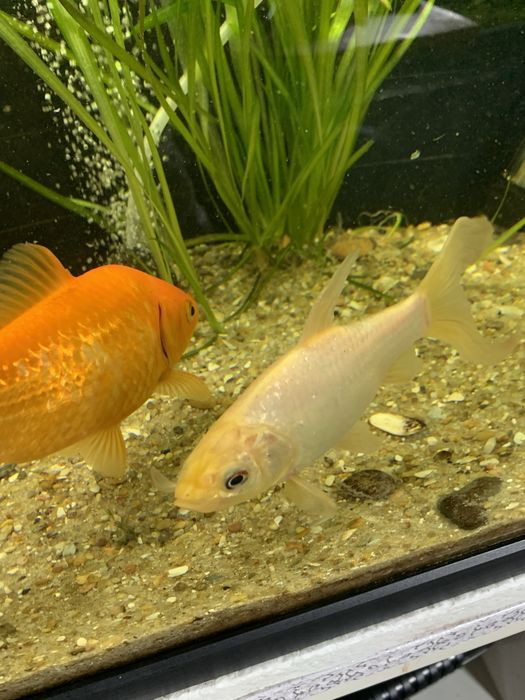 Peixes cometas veu agua fria