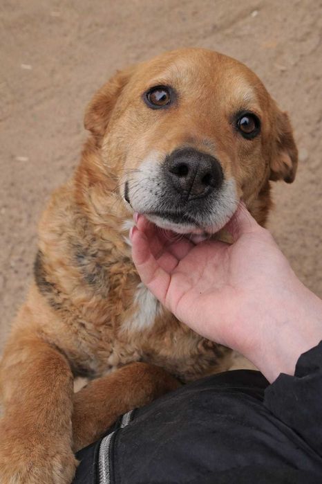 Najsmutniejsze oczy w schronisku – Bella czeka, choć już prawie nie wierzy