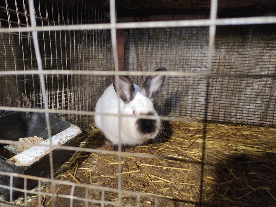 Кроли самцы самки