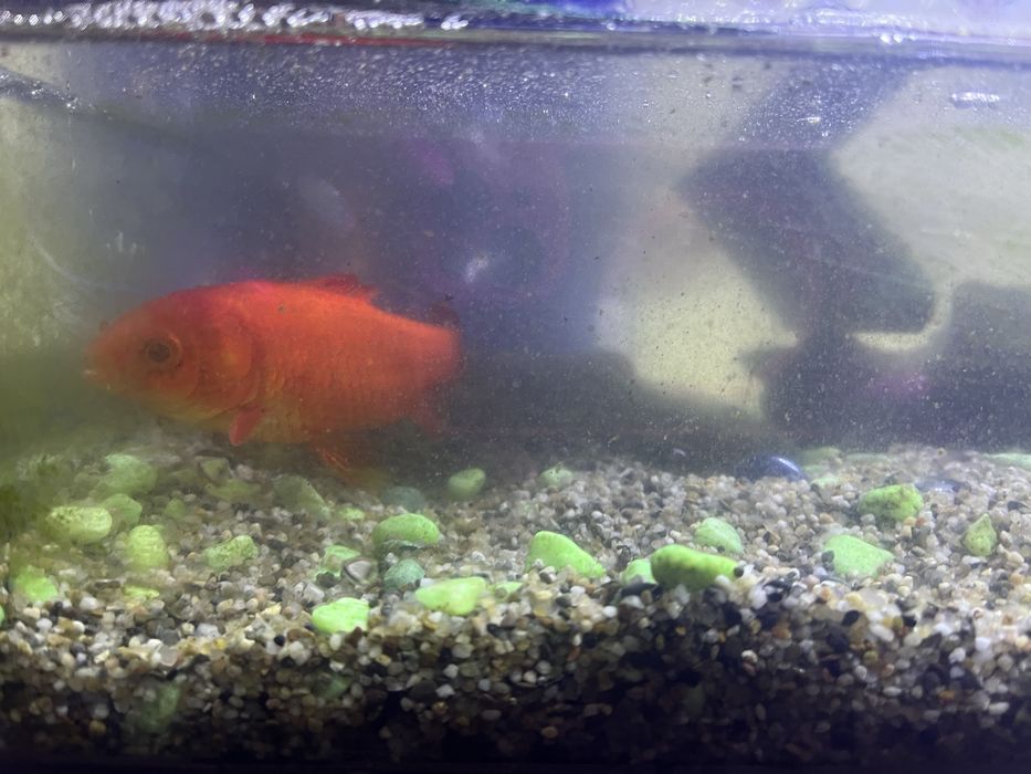 Tartaruga, peixe e acessorios