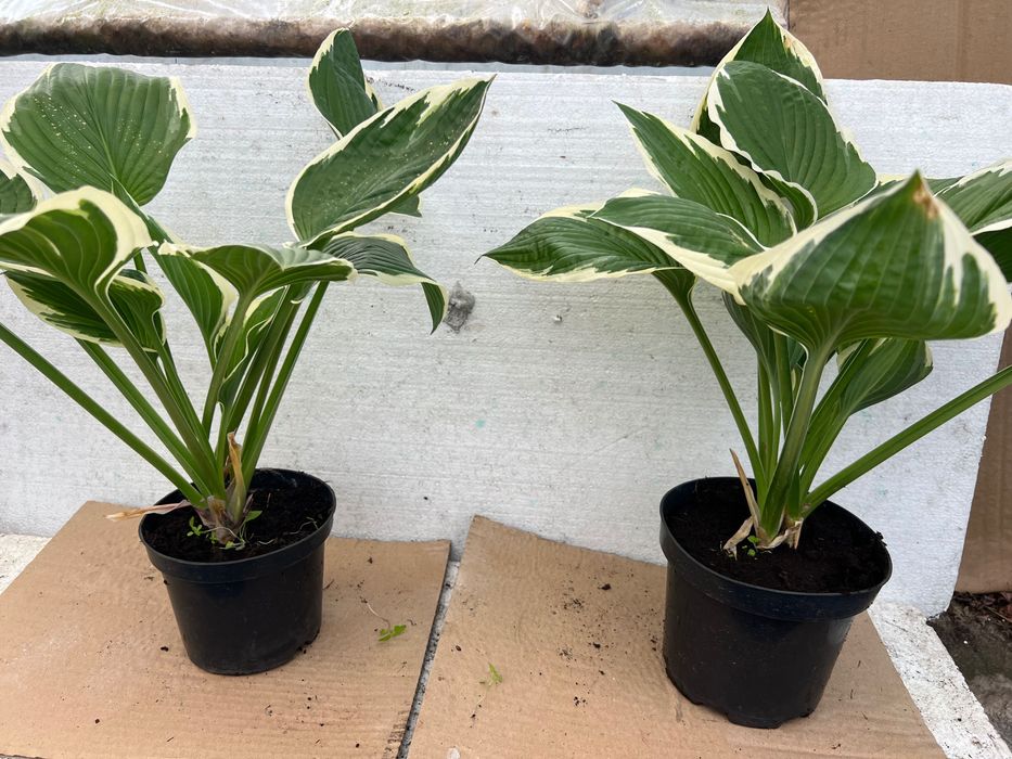 funkia ,  hosta w doniczkach