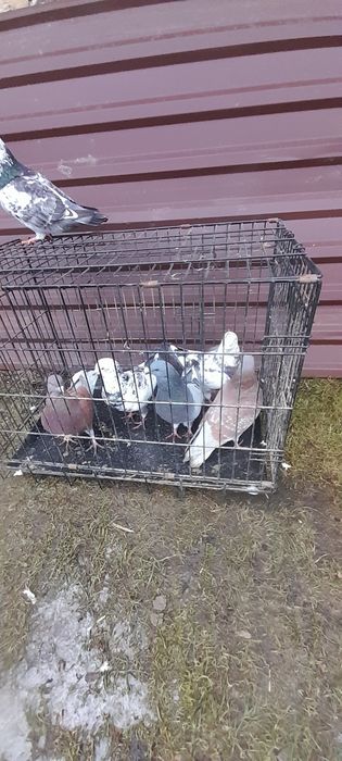 Gołębie kingi rózne