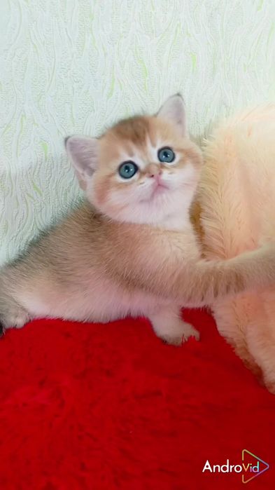 Нереально красивый котик золотая шиншилла