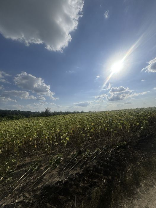 Продам пай 1,5га