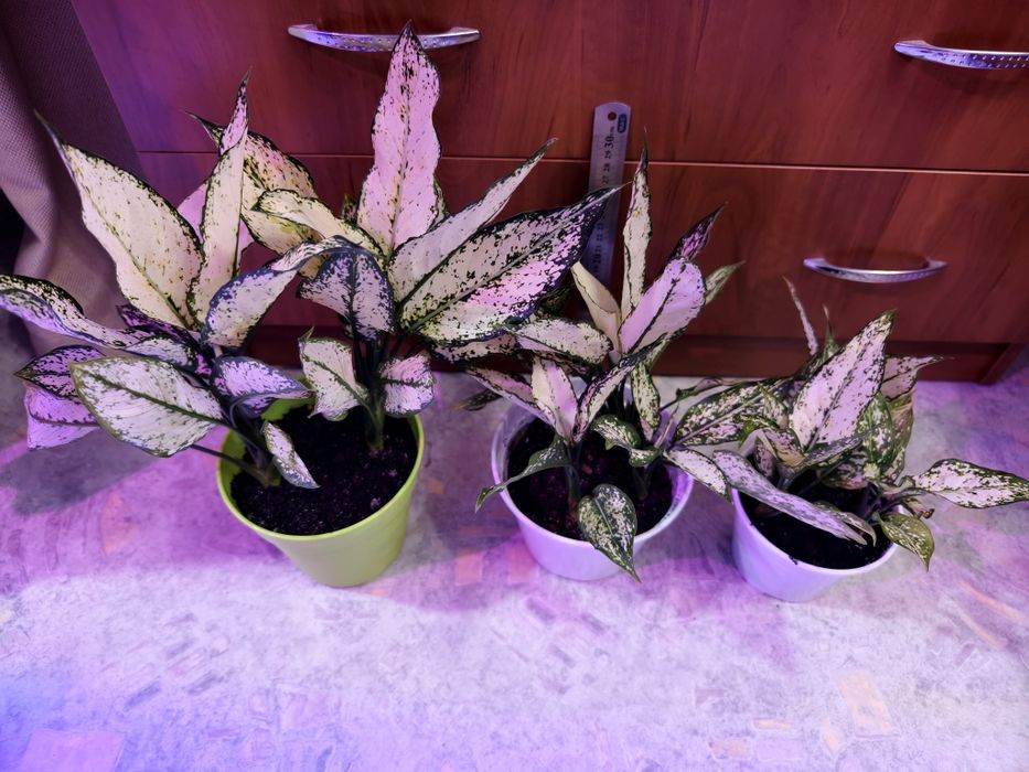 Комнатное растение агалогема White