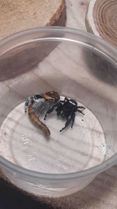 Skakun królewski L3/L4/L5/L6 phidippus regius SOROA + gratisy