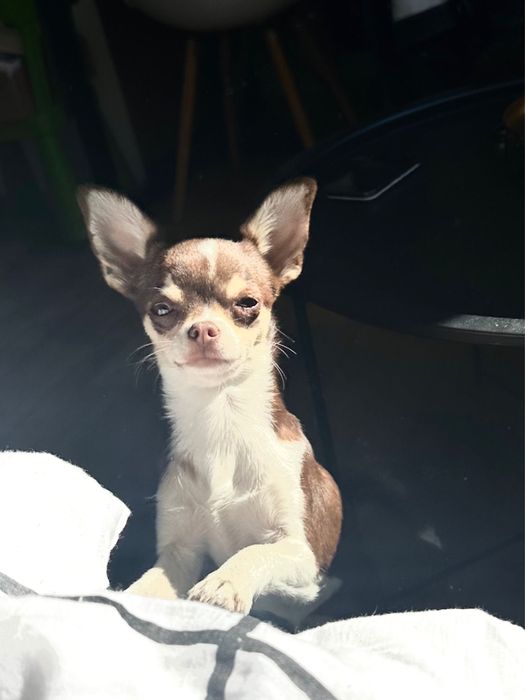 Czekoladowa chihuahua Mia