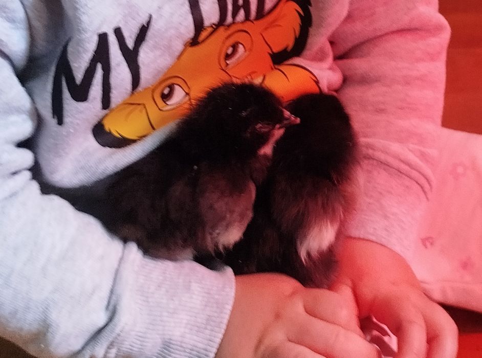Kurczęta marans 2,5-tygodniowe