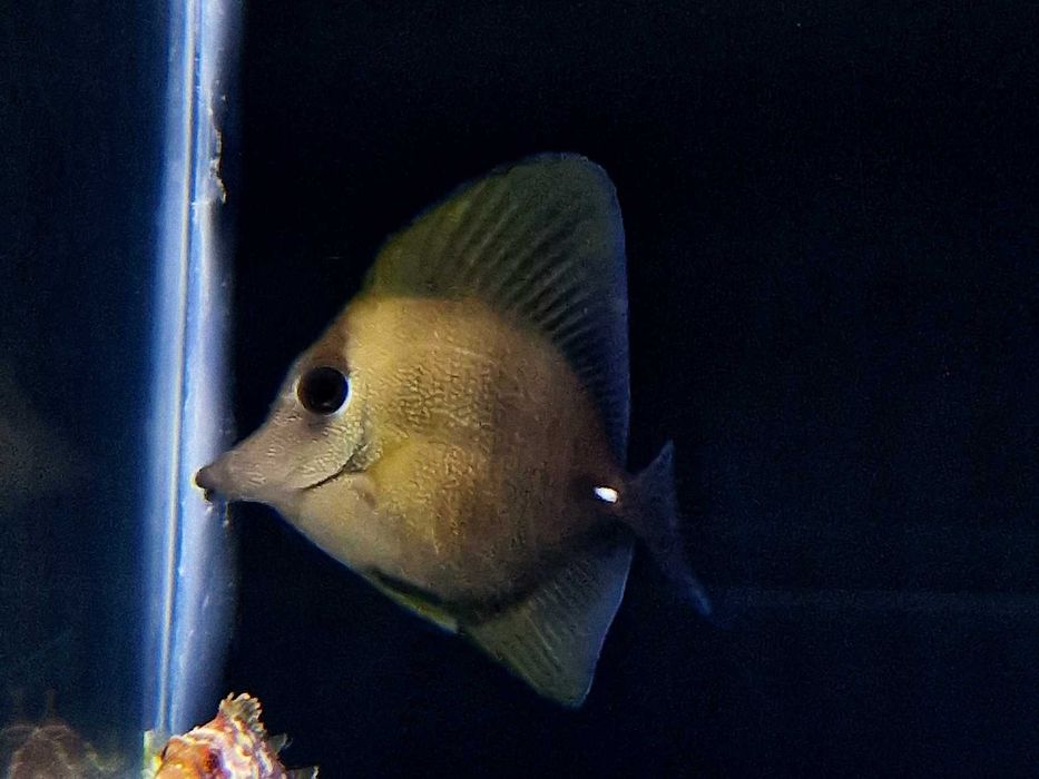 Zebrasoma scopas Ryba Akwarystyka morska Poznań