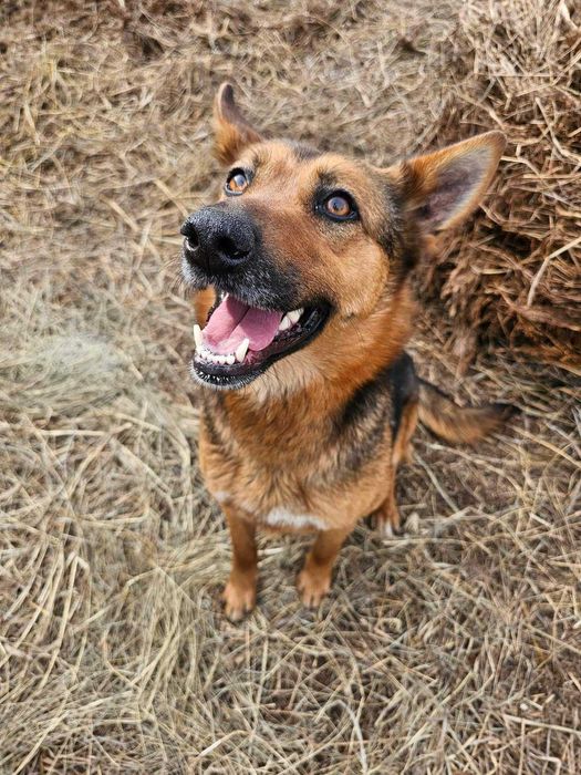 Sunia Mucha do adopcji