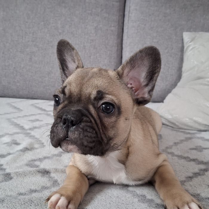 Buldog francuski