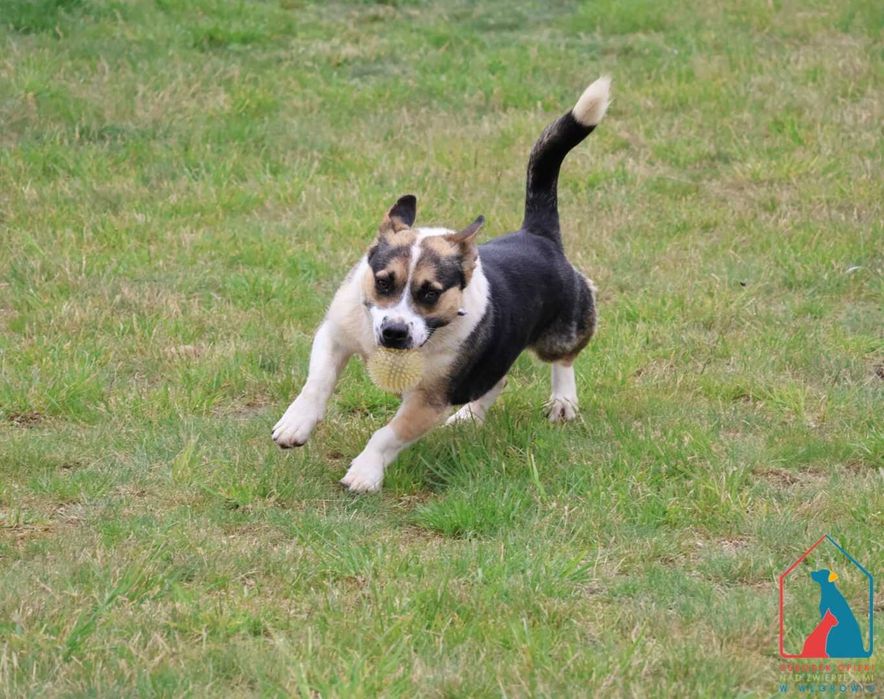 MŁODY, WESOŁY, aktywny, uwielbia aportować piłeczki