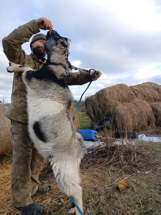 Козлик ламанч для паровки кіз