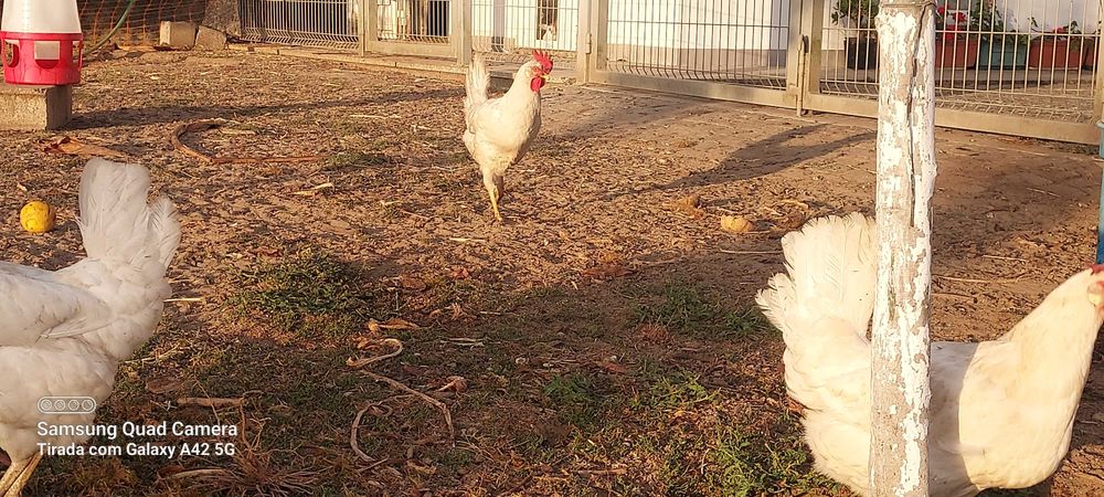 Galos Legorne Puros - Reis da Produção de OVOS