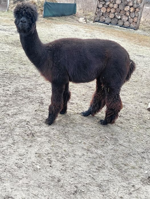 Alpaka i samica czarna