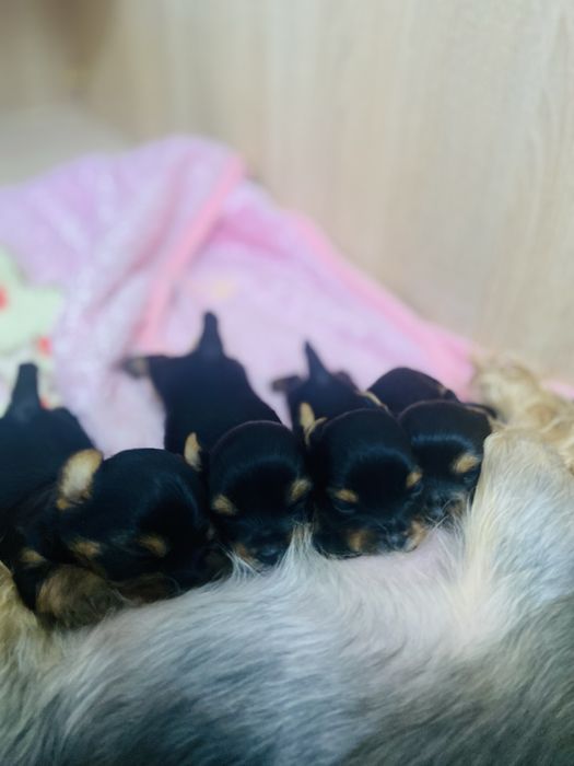 Міні йорк, йоркширський тер’єр | маленькі, ніжні цуценята