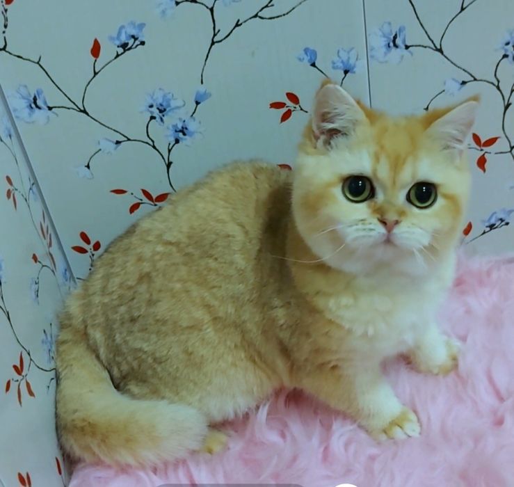 Котик золотая шиншилла, яркий окрас